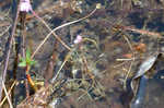 Eastern purple bladderwort